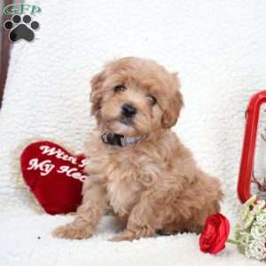 Max, Cavapoo Puppy