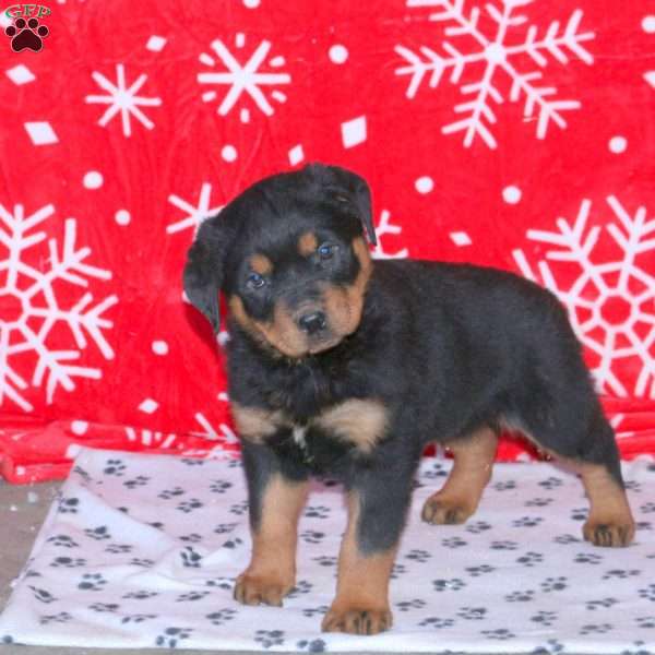 Maximus, Rottweiler Puppy