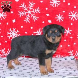 Maximus, Rottweiler Puppy