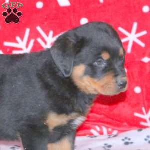 Maximus, Rottweiler Puppy