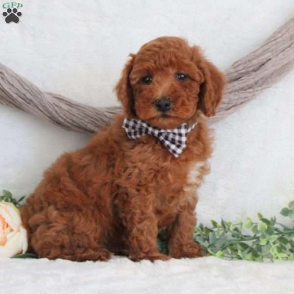 Maxwell, Miniature Poodle Puppy