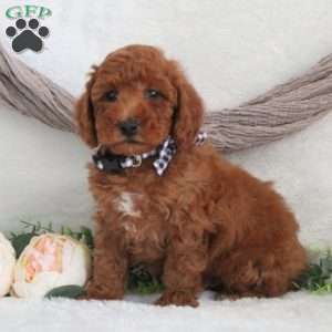 Maxwell, Miniature Poodle Puppy