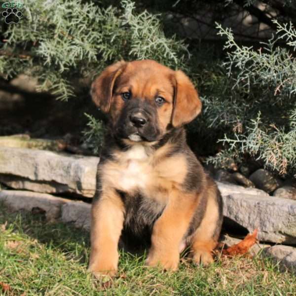 Maxwell, Bernese Mountain Dog Mix Puppy