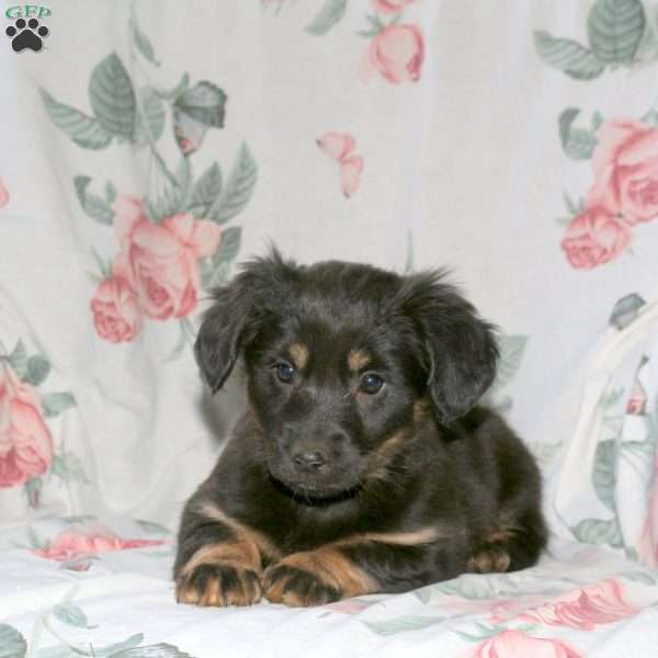 May, Dachshund Mix Puppy