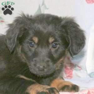 May, Dachshund Mix Puppy