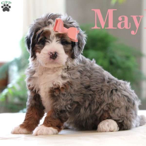 Maylee, Mini Bernedoodle Puppy