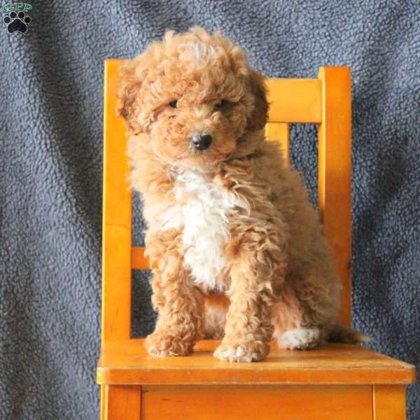 Meg, Mini Goldendoodle Puppy