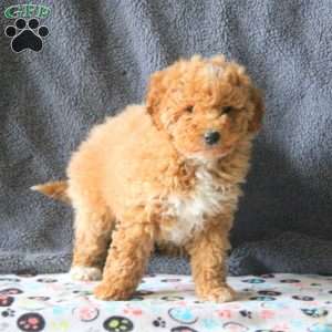 Meg, Mini Goldendoodle Puppy