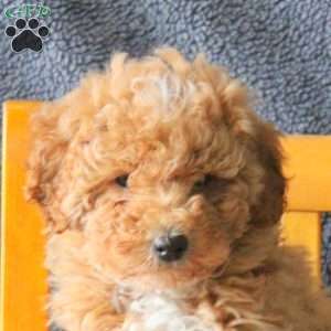 Meg, Mini Goldendoodle Puppy