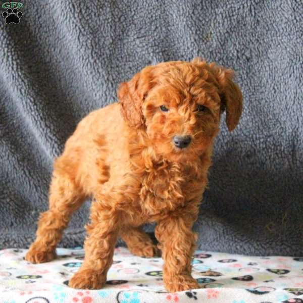 Mel, Mini Goldendoodle Puppy