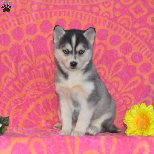 Melody, Pomsky Puppy