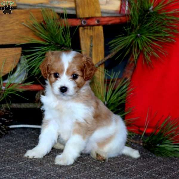 Melody, Cavapoo Puppy