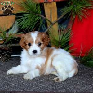 Melody, Cavapoo Puppy