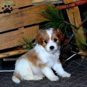 Melody, Cavapoo Puppy