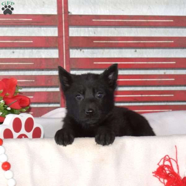 Mia, German Shepherd Puppy