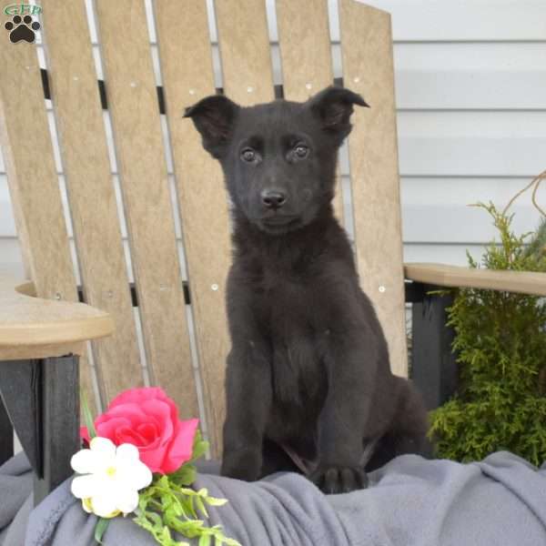 Mia, German Shepherd Puppy