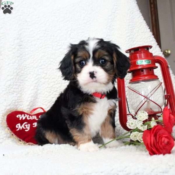 Mia, Miniature Bernese Mountain Dog Puppy