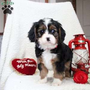 Mia, Miniature Bernese Mountain Dog Puppy