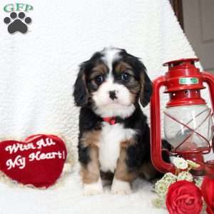 Mia, Miniature Bernese Mountain Dog Puppy