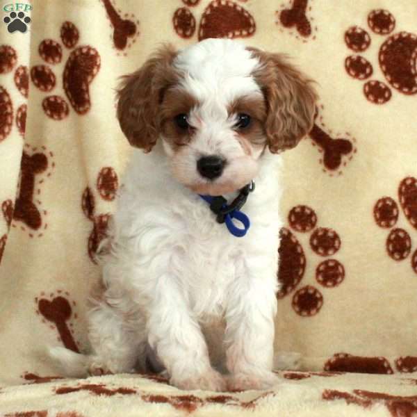 Micah, Cavapoo Puppy