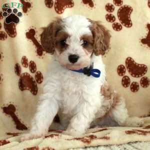 Micah, Cavapoo Puppy