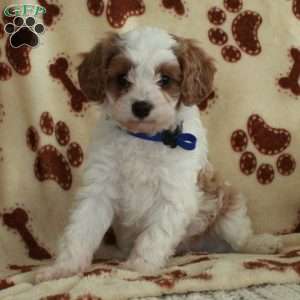 Micah, Cavapoo Puppy