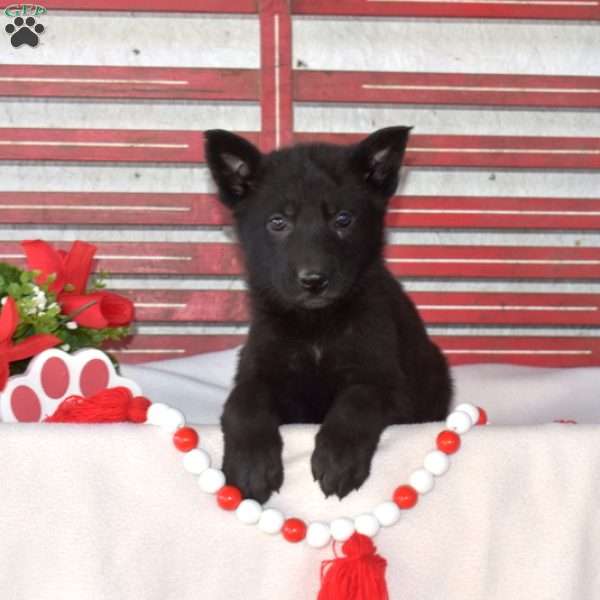 Mickey, German Shepherd Puppy