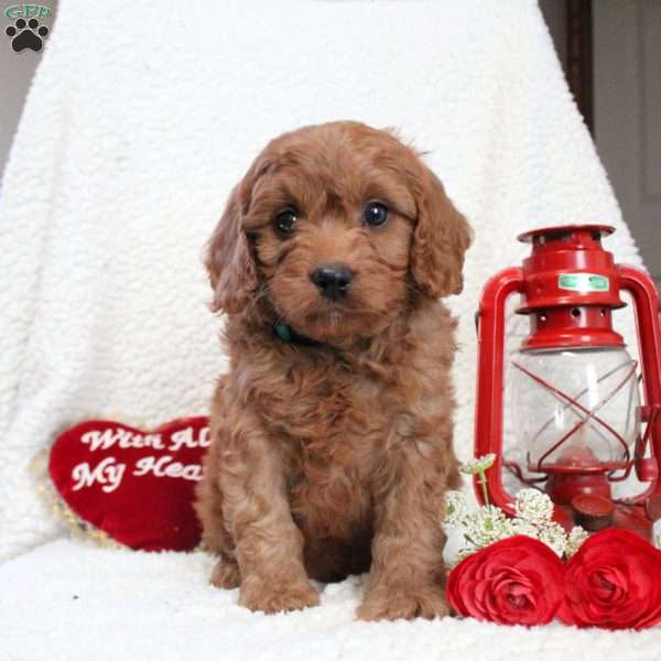 Mickey, Cavapoo Puppy