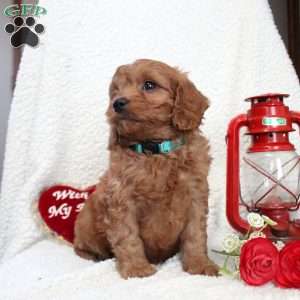 Mickey, Cavapoo Puppy