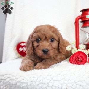 Mickey, Cavapoo Puppy