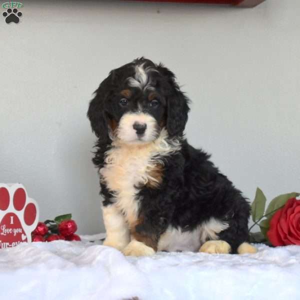 Midnight, Mini Bernedoodle Puppy