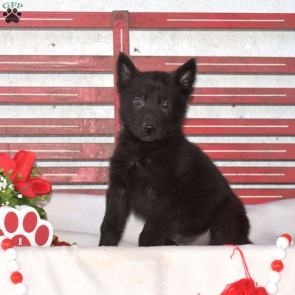 Midnight, German Shepherd Puppy