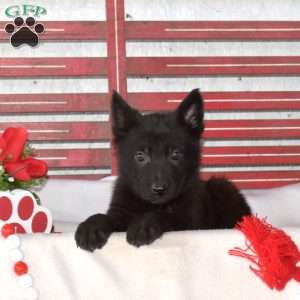 Midnight, German Shepherd Puppy