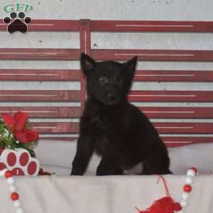 Midnight, German Shepherd Puppy