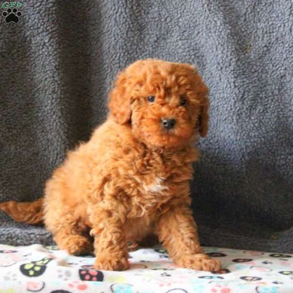 Mike, Mini Goldendoodle Puppy