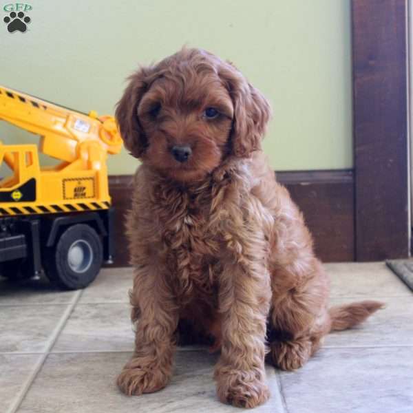 Mike, Cavapoo Puppy