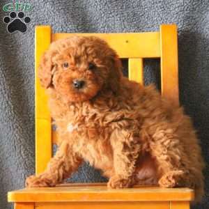 Mike, Mini Goldendoodle Puppy