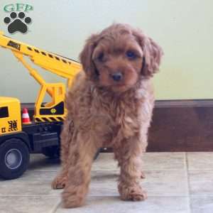 Mike, Cavapoo Puppy