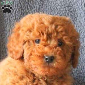 Mike, Mini Goldendoodle Puppy