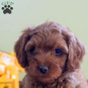 Mike, Cavapoo Puppy