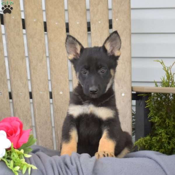 Miley, German Shepherd Puppy