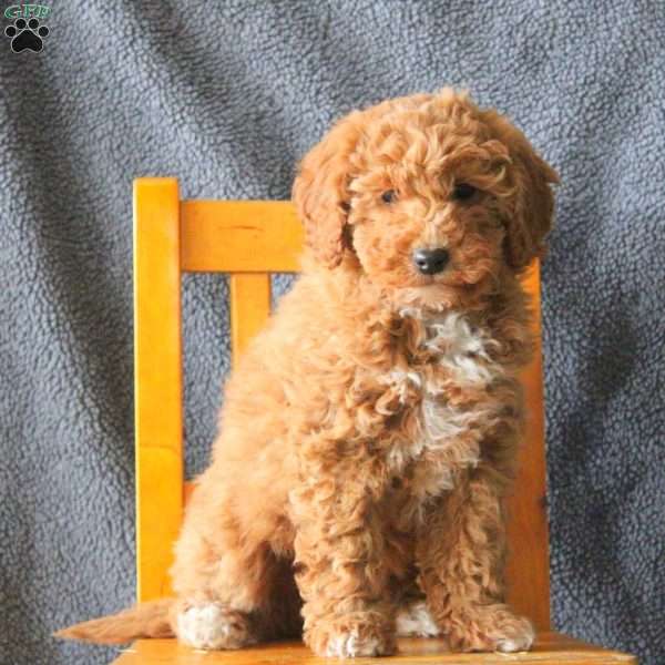 Millie, Mini Goldendoodle Puppy