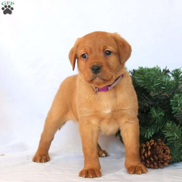 Millie, Fox Red Labrador Retriever Puppy