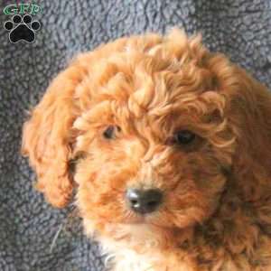 Millie, Mini Goldendoodle Puppy