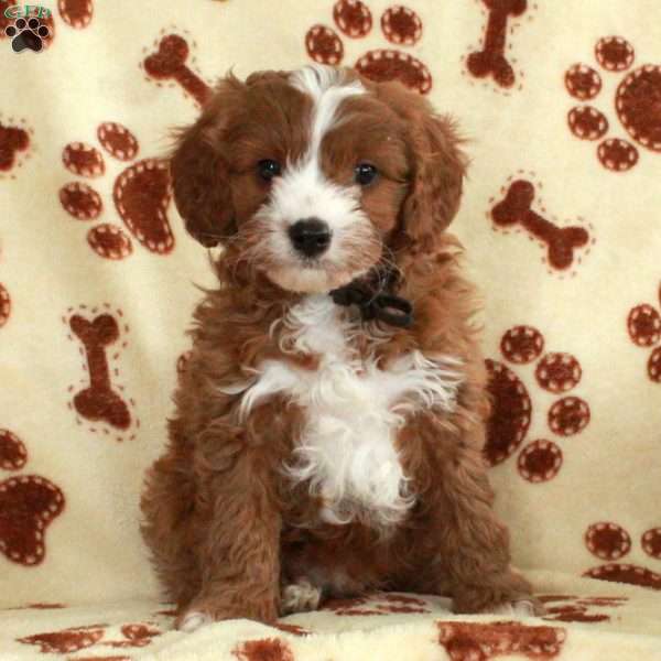 Milo, Cavapoo Puppy