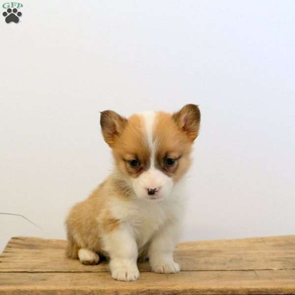 Milo, Pembroke Welsh Corgi Puppy