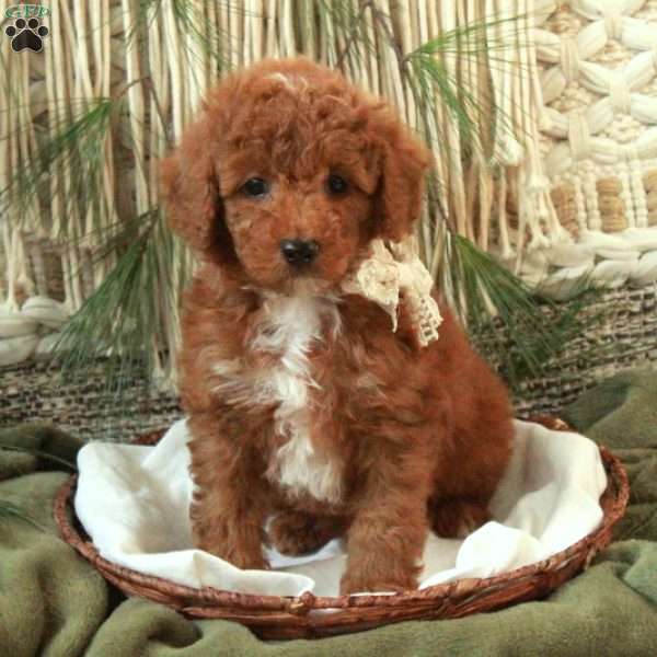 Milo, Miniature Poodle Puppy