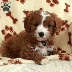 Milo, Cavapoo Puppy