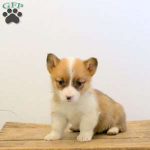 Milo, Pembroke Welsh Corgi Puppy