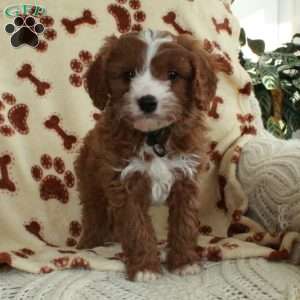 Milo, Cavapoo Puppy